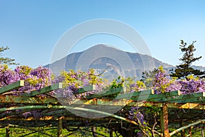 View of Mount Buko or Buko-zan with beautiful full bloom of Purple pink Wisteria blossom trees trellis