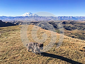 view of Mount Elbrus and little dog on Bermamyt