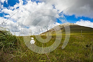 View of mount Errigal, Co Donegal from the bottom