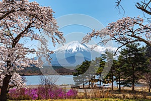 View of Mount Fuji and full bloom white pink cherry tree flowers at Lake Shoji