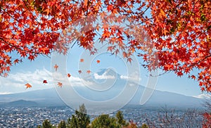 View of mount Fuji over city with red Maple cover