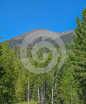 The view of Mount Humphreys and its Agassiz Peak. One of the San Francisco Peaks in the Arizona Pine Forest. Near Flagstaff, Cocon