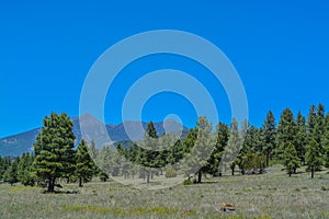 The view of Mount Humphreys and its Agassiz Peak. One of the San Francisco Peaks in the Arizona Pine Forest. Near Flagstaff, Cocon