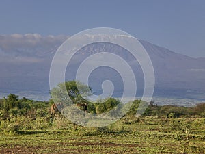 View on Mount Kilimanjaro with clouds cover