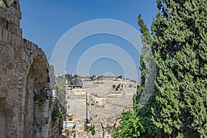 View of the Mount of Olives zion between a tree and an old building from a high point of view.