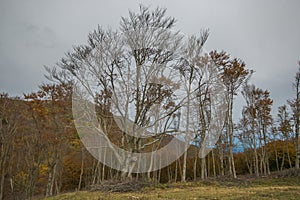 View of mount San Vicino in the autumn season, Marche photo