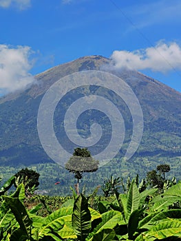 view of mount sumbing with blue sky from green tobacco garden