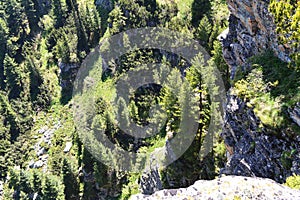 View from mountain edge down to the vertical rocks and green pine trees