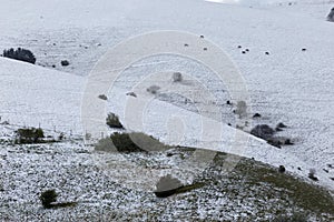 View of mountain field meadows covered by snow, with small plant