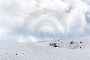 View of mountain field meadows covered by snow, with small plant