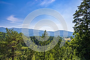 View on the mountain forest II