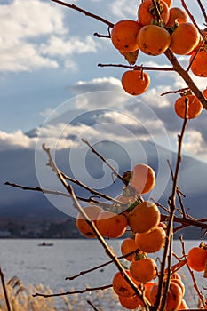 View of mountain Fuji in autumn Japon photo