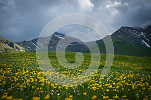 View of mountain grass with yellow wild flowers during spring day of rain in the Marche region Italy