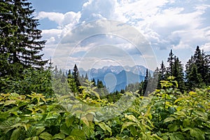 View from mountain Hochobir over forest to Kamnikâ€“Savinja Alps