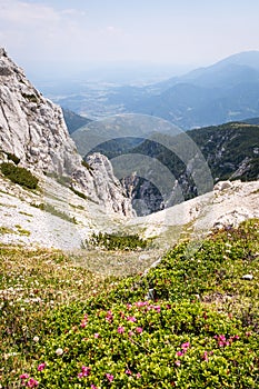 View from mountain Hochobir with red flowers to valley Jauntal