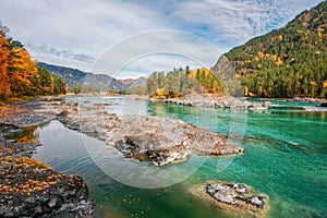 View of the mountain river Katun in the Altai mountains, emerald color of water and stones, autumn colorful forest and leaves