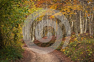 View of mountain road in the autumn forest