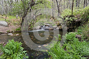 view of a mountain stream in spring in the sierra de guadarrama