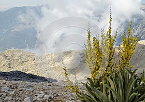 View of mountain. summerday flowers