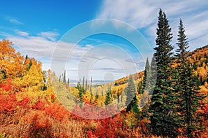 View of the mountain taiga in the autumn forest among colorful trees in the mountains in bright sunny weather in Kolyvan