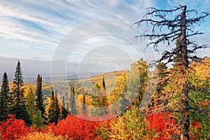 View of the mountain taiga in the autumn forest among colorful trees in the mountains in bright sunny weather in Kolyvan