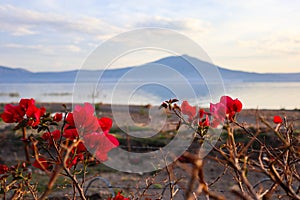 View of Mountains across Lake Chapala with Bougainvillea