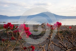 View of Mountains across Lake Chapala with Bougainvillea