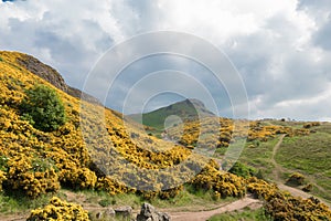 View of Scottish mountains with yellow flowers photo