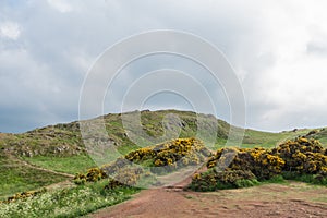 View of Scottish mountains with yellow flowers photo