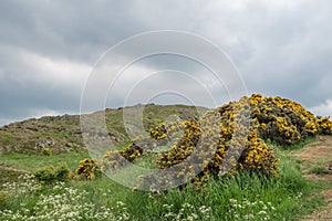 View of Scottish mountains with yellow flowers photo