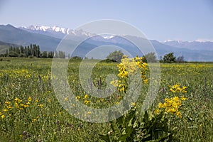 View of the mountains of the central Tien Shan in Kyrgyzstan with blooming yellow flowers