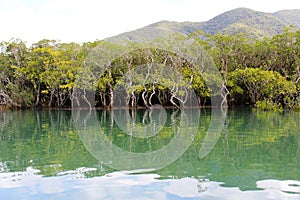 Dense mangrove forest in Amami Oshima Island photo