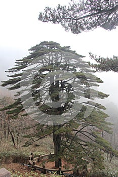 Yellow Mountain - Huangshan, China. photo