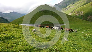 View of the mountains with lake and a herd of horses