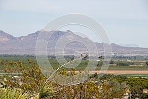 View of the mountains in Las Cruces, New Mexico