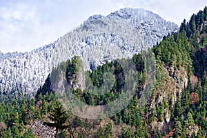 View of the mountains part of which is covered with snow and pine trees, and part of the green forest.