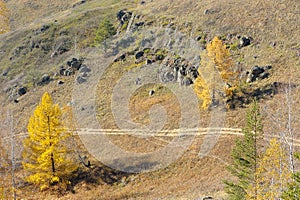 View from mountaintop on path between two larch