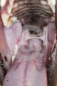 View into the mouth of a dog