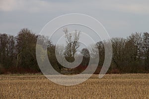 View on a mowed field with a tree area as border in rhede emsland germany