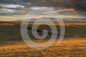 View of mown crop field and mountain in the background. Central Turkey