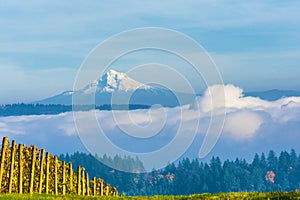 View of Mt. Hood From Dundee Hills