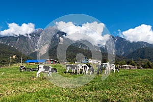 View of Mt Kinabalu with herds of cattle grazing grass on the foreground