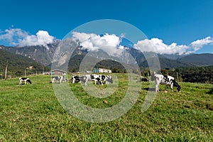 View of Mt Kinabalu with herds of cattle grazing grass on the foreground