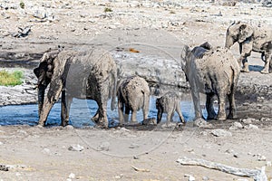 A view of a mummy, daddy and baby Elephants at a waterhole in the Etosha National Park in Namibia