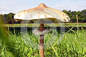 View of mushroom