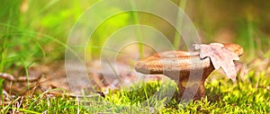 View of the mushroom closeup - Lactarius deliciosus, in low grass and moss