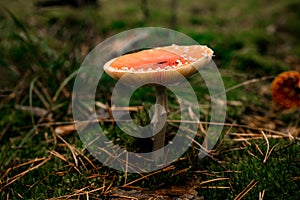 View of mushroom with wide cap growing in the autumn forest on green moss