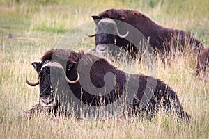 View of muskoxen laying down in the grass