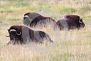 View of muskoxen laying down in the grass