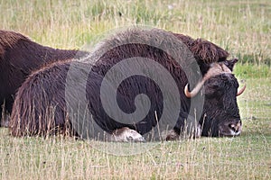 View of muskoxen laying down in the grass